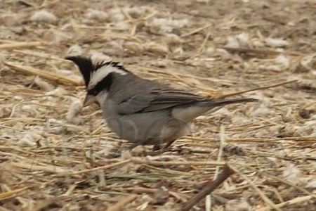 Soldadito (Lophospingus pusillus)