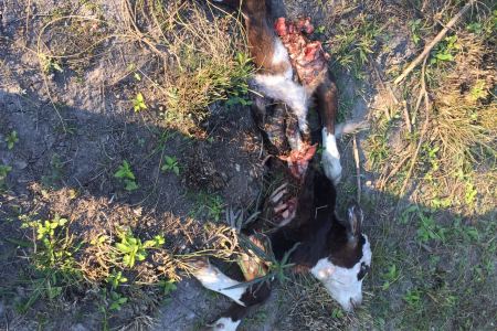 Ternero recien comido por un puma