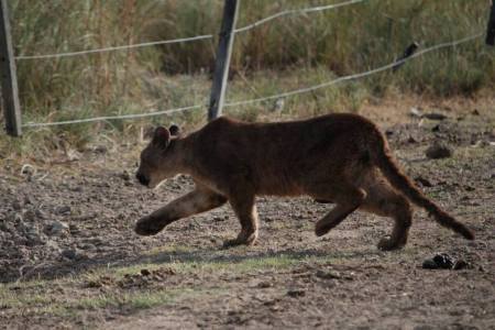 Puma - Leon Americano (Felis concolor)