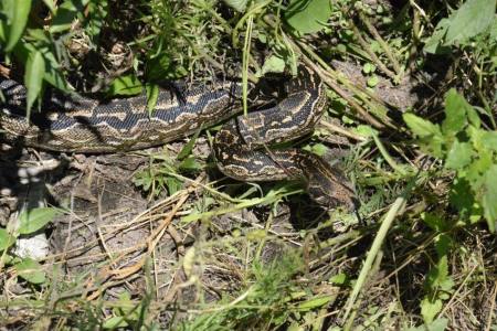 Lampalagua (Boa Contrictor Occidentalis)